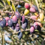 EVGE, Greek Traditional Kalamata & Green Olives, marinated with herbs & spices, spicy, pitted, vacuumed, 450g (Best before 01/10/2026) - Image 3