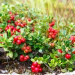 KESIDIS, Cranberries frozen (shock freezing method), 450g (Best before 29/09/2026) - Image 2