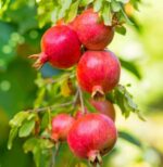 SUPER FARM, Greek LARGE Pomegranates from Crete, 360g - 500g each - Image 2