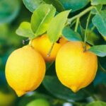 SOFRONIADIS, Selected Fruits, Greek LARGE Lemons, 1kg - Image 5