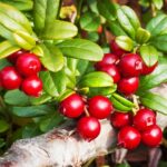 KESIDIS, Lingonberries (Brusnika), frozen (shock freezing method), 450g (Best before 15/08/2027) - Image 3